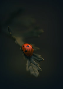 The Ladybug