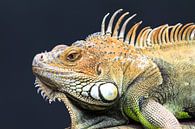 Green iguana portrait by Dennis van de Water thumbnail