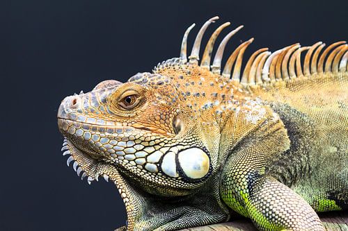 Green iguana portrait