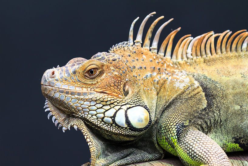 Green iguana portrait by Dennis van de Water
