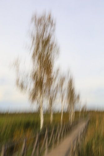 Federseesteg met rietlandschap bij Bad Buchau