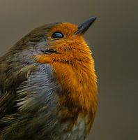 rouge-gorge dans la lumière du petit matin.