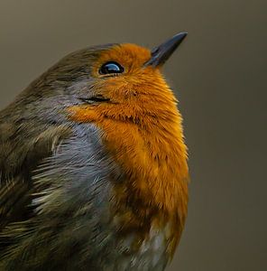 Rotkehlchen im frühen Morgenlicht.