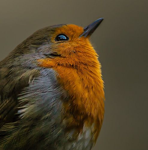 roodborstje in het vroege ochtendlicht.
