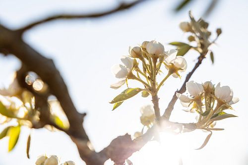 Bloesem in de lente 2!