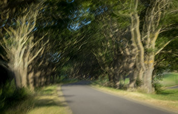 Tree-lined Avenue