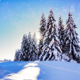 Winterzauber der Natur von Miriam Schwarzfischer Fotografie