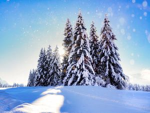 Winterzauber der Natur