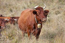 Beef with bell by t.ART