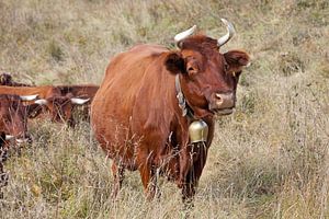 Rind mit Glocke
