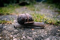 Snail's pace