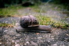Snail's pace by Mark Veldman