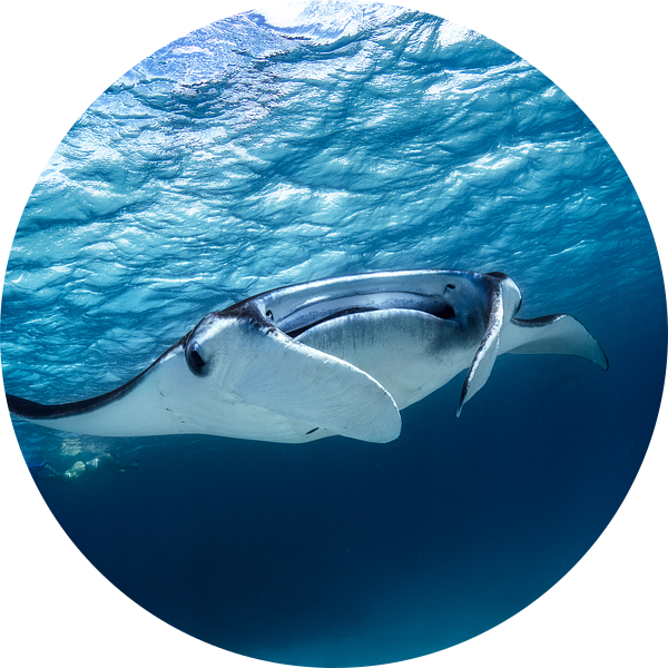 Manta van Barathieu Gabriel