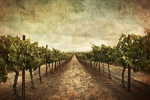 Sepia Wijngaard Landschap met Rijpe Druiven