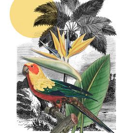 a Tropical Collage 3D by Marja van den Hurk