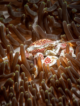 Neopetrolisthes maculatus