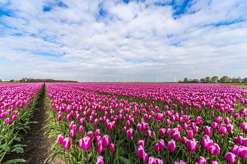 Tulpen in de Flevopolder