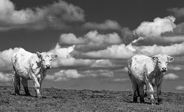 cows in the morvan by Ed Dorrestein
