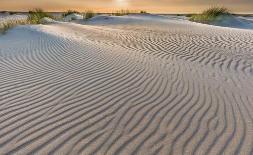 Les dunes de Texel
