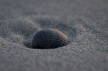 Coquille dans le sable