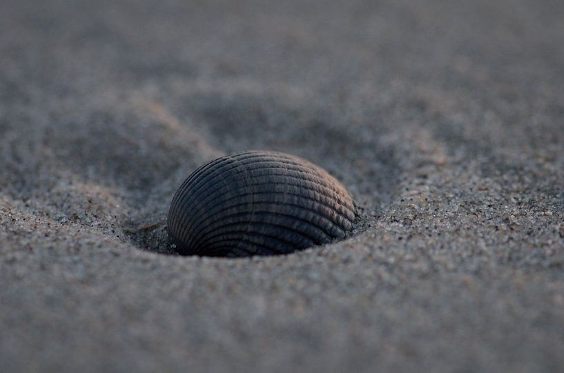 Muschel im Sand von Johan Verbon