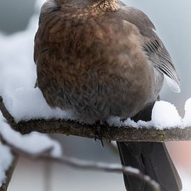 Schnee Vogel von Larsphotografie