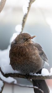 Schnee Vogel von Larsphotografie