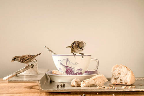 Des moineaux au petit-déjeuner. sur Alie Ekkelenkamp