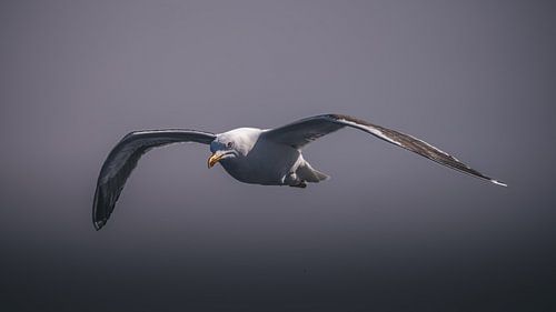 Möwe von Maurice Cobben
