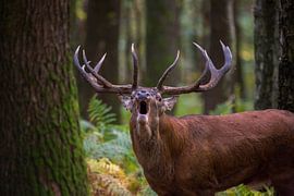 Roaring red stag by Gert-Jan Nijskens