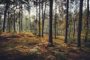 Varens in het bos van Skyze Photography by André Stein