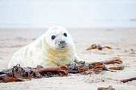 Robbenbaby am Strand in den Niederlanden von Eye on You Miniaturansicht