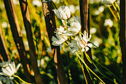Margrieten aan houten hek – botanische muurkunst in warm avondlicht