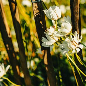 Margrieten aan houten hek – botanische muurkunst in warm avondlicht van Broodrooster Studio – Creatieve Fotografie