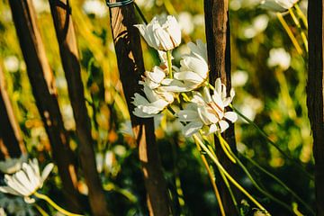 Daisies on a Wooden Fence – Botanical Wall Art at Golden Hour by Brave Toaster Photography