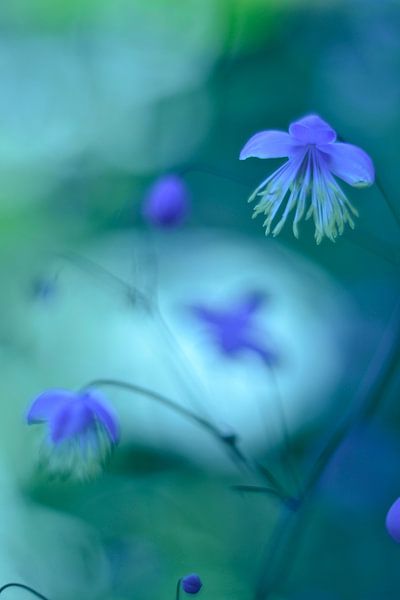 Bloemen sprookje vintage blauw von Sascha van Dam