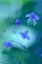 Bloemen sprookje vintage blauw von Sascha van Dam Miniaturansicht
