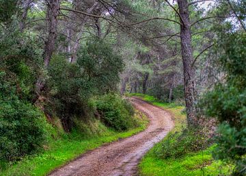 forest path by Harry Cathunter