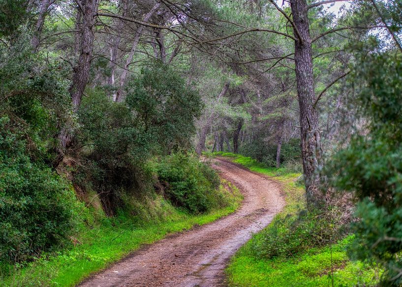 forest path by Harry Cathunter