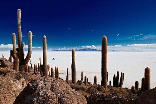 Uralte Riesen-Kakteen am Salar de Uyuni