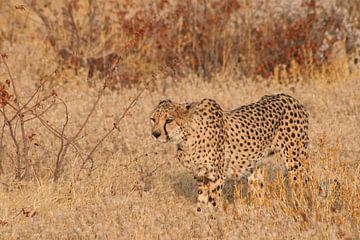 Cheetah by Jan-Willem Mantel