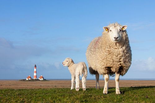 Schaap met lam