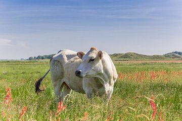 Piëmontees koe in het landschap van Texel van Marc Venema