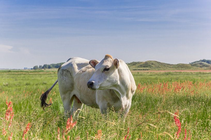 Vache piémontaise dans le paysage du Texel par Marc Venema