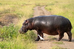 Flusspferd (Hippopotamus amphibius), Uganda