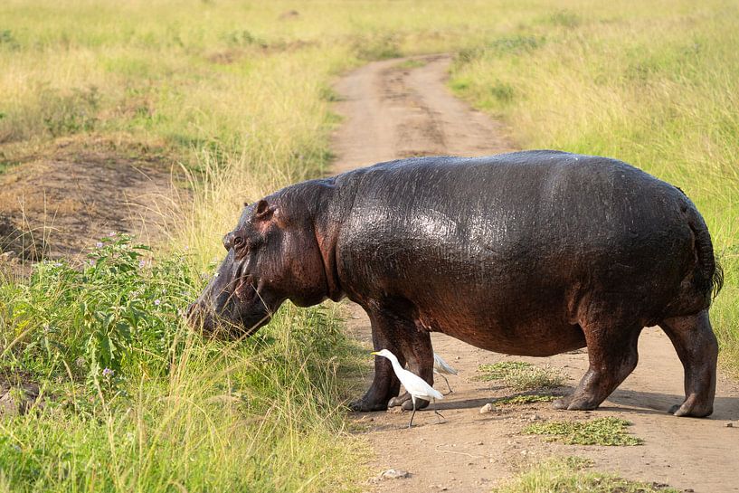 Hippopotame (Hippopotamus amphibius), Ouganda par Alexander Ludwig