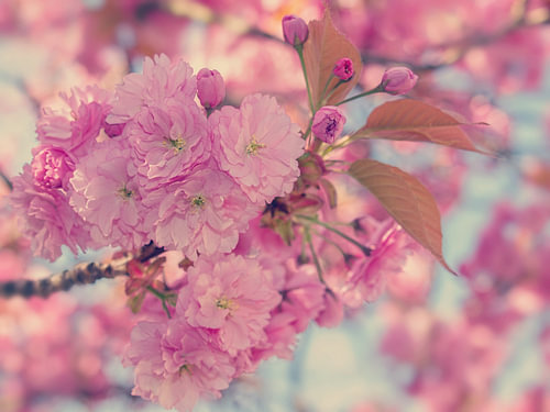 Roze Lentedroom
