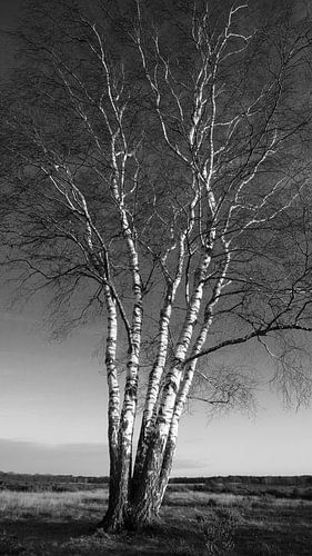 Prachtige vijfstemmige berk op de Westerheide in het Gooi