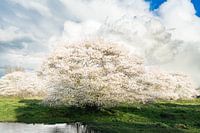 Park met bomen vol bloesem met exploderende wolken erachter