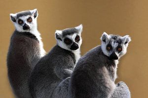 Regarder des singes